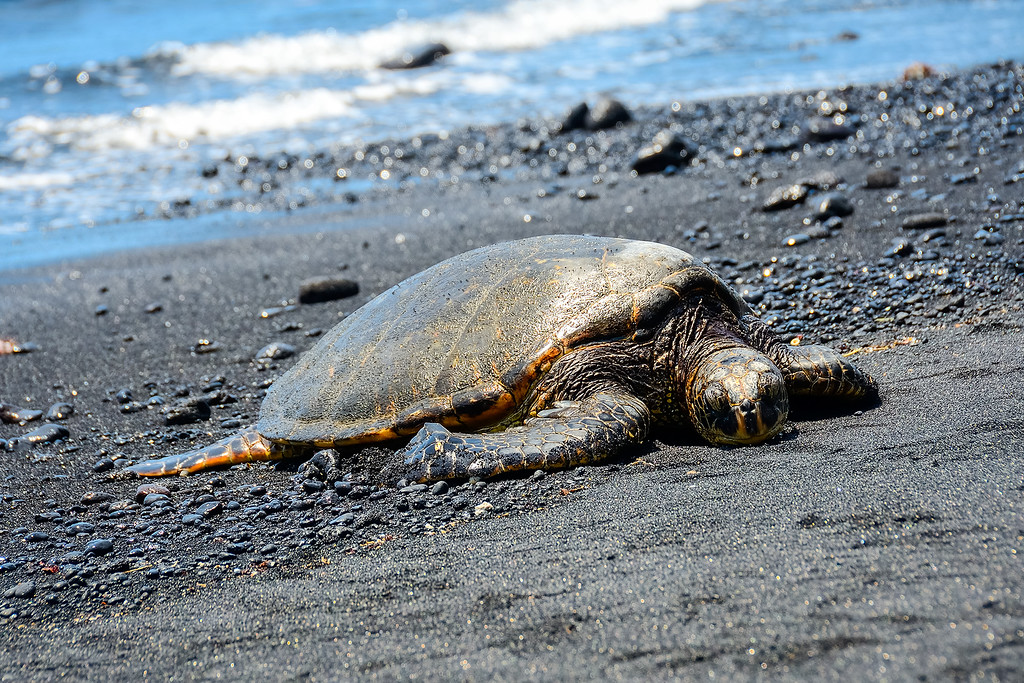 Sea Turtles Big Island Hawaii