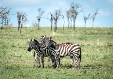 serengeti-zebras-xl.jpg