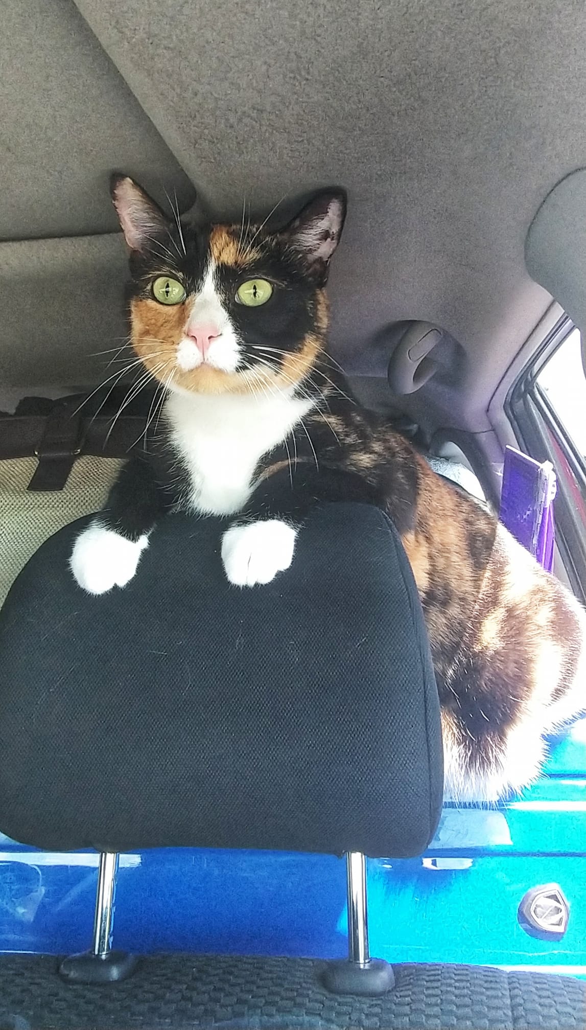 lizzi-travel-cat-road-trip-backseat.jpg