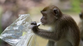 monkey eats plastic bag