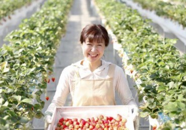 japan-fruit-picking-strawberries-504x284.jpg
