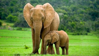 Tourism elephants