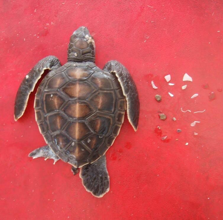 Turtle Plastic Pollution