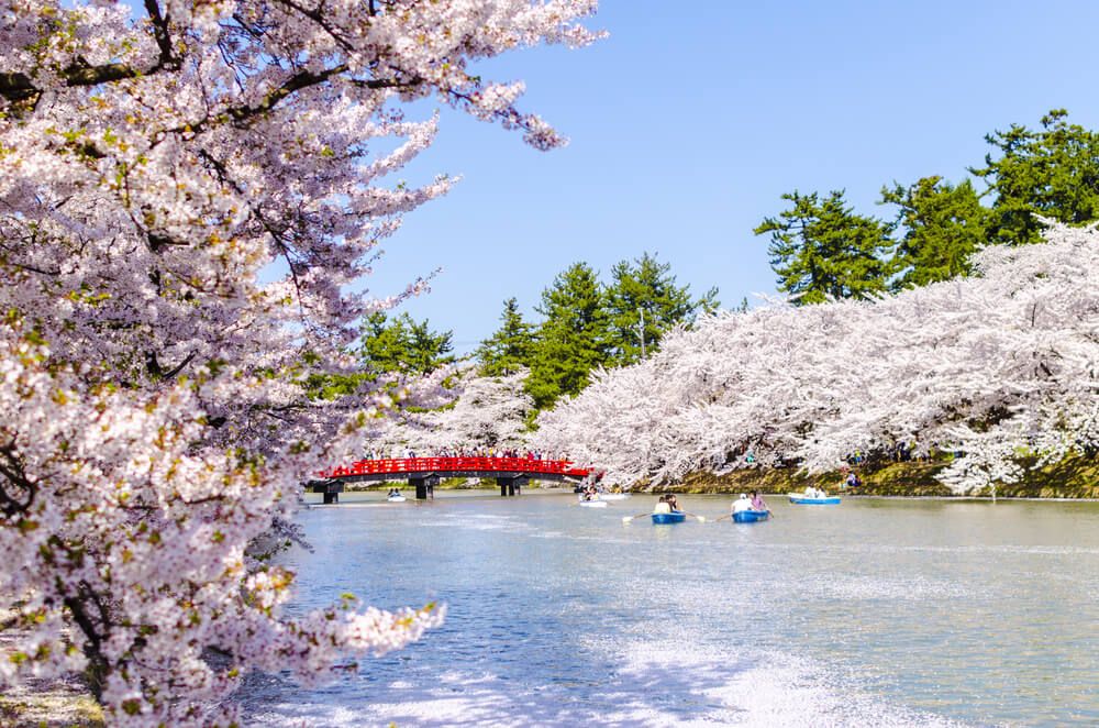 Aomori Hirosaki Park Cherry Blossom