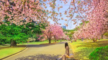 Cherry Blossom Tokyo Japan