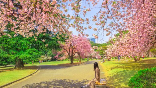 cherry-blossom-tokyo-japan-504x284.jpg