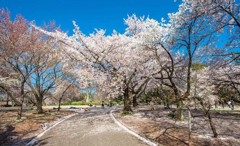 Cherry Blossom Tokyo Shinjuku Garden