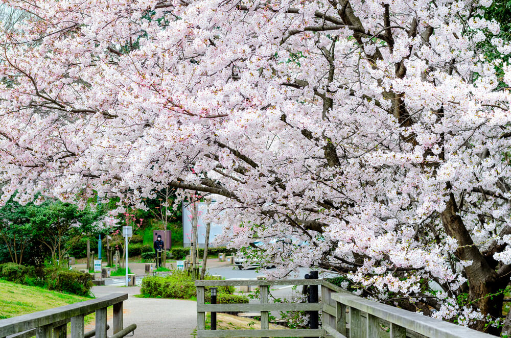 Fukuoka Nishi Park Cherry Blossom