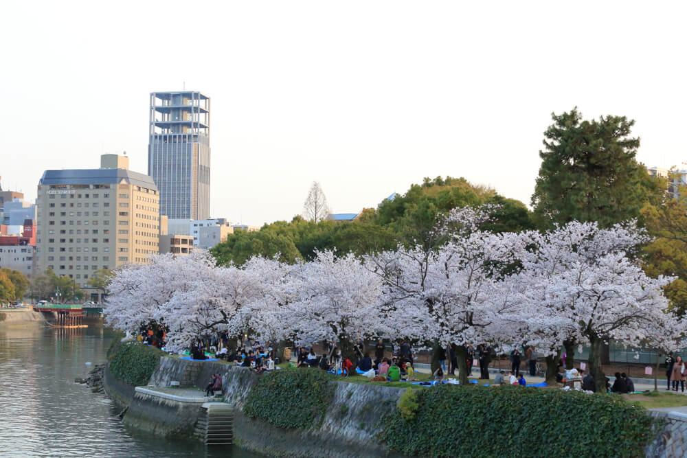 Hiroshima Peace Memorial Park Cherry Blossoms