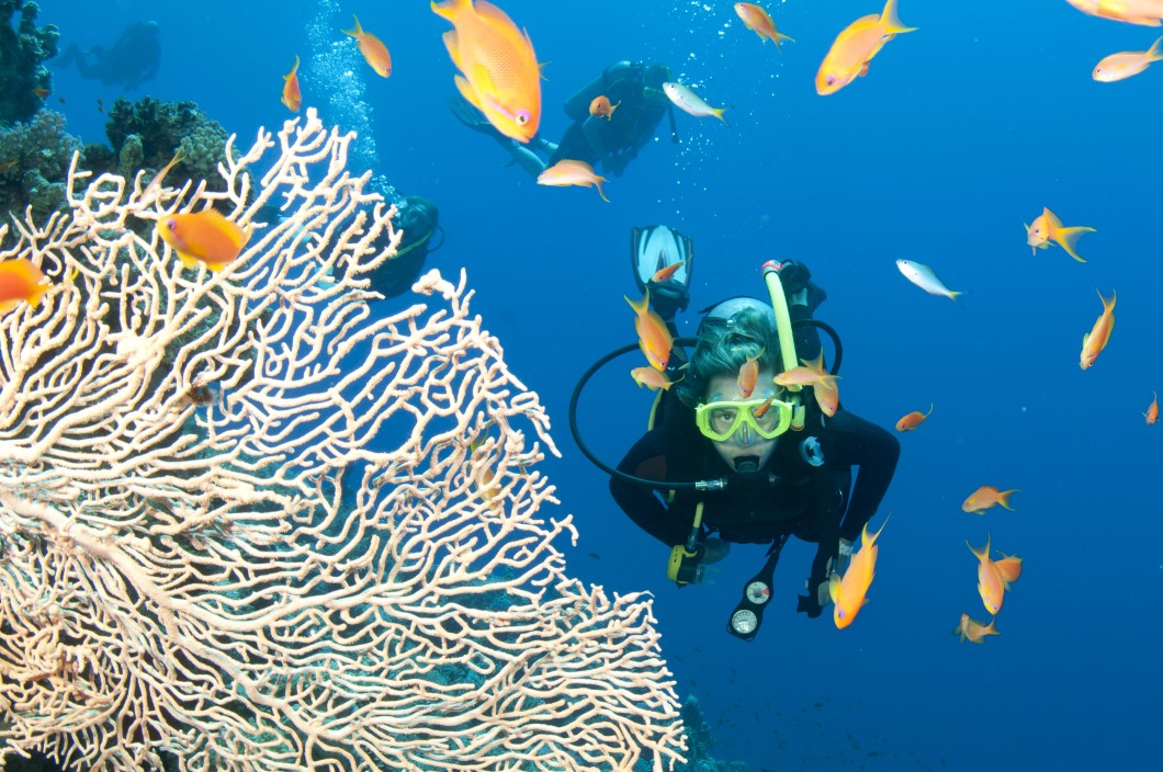 scuba diver with fish and coral