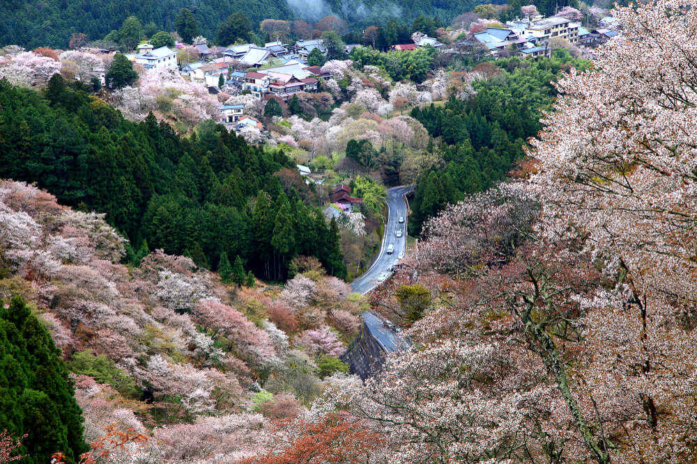 Mount Yoshino Nara Cherry Blossom