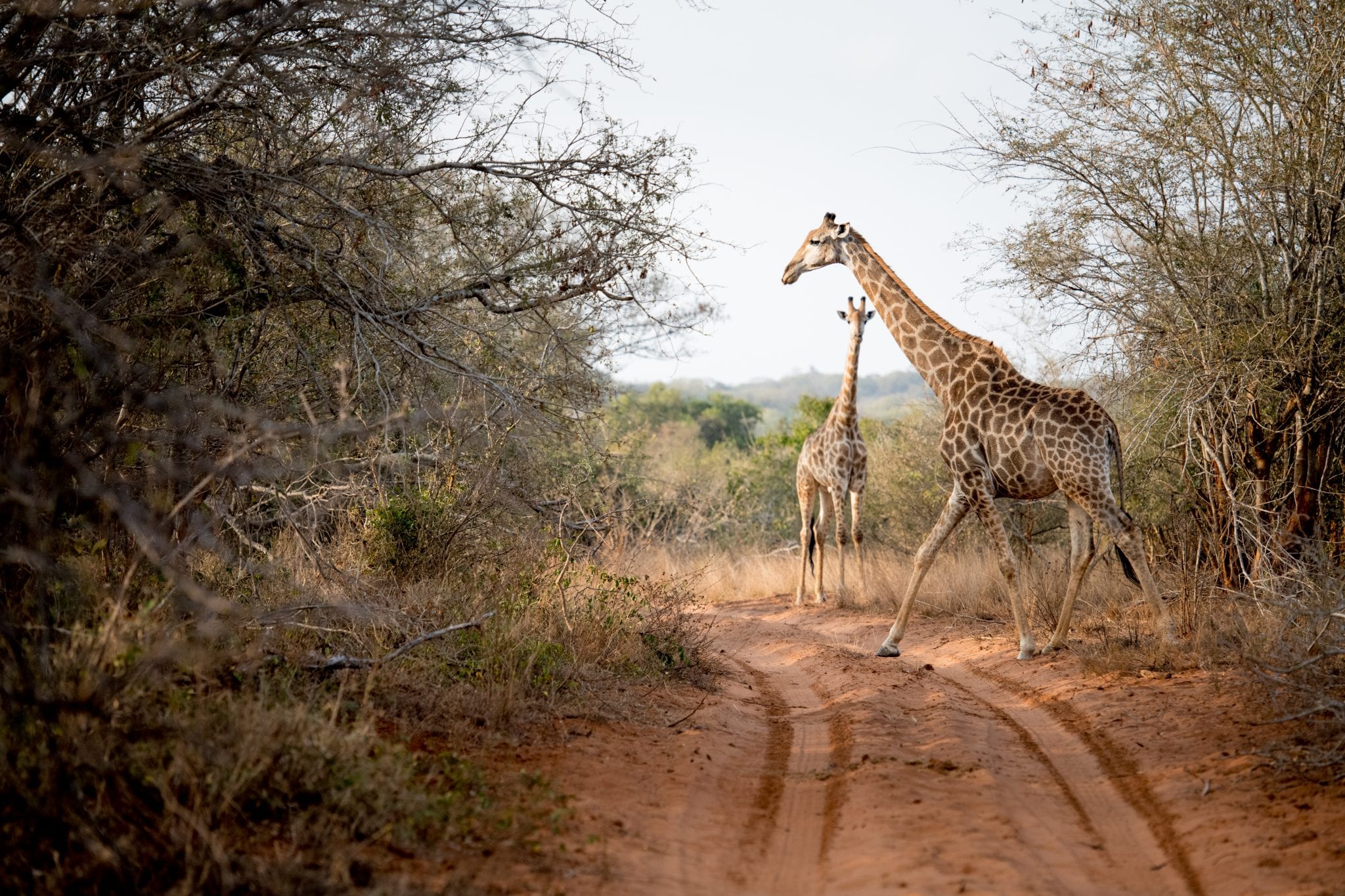 singita-pamushana-lodge-giraffes.jpg