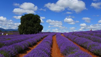 Australia Tasmania Lavender Field