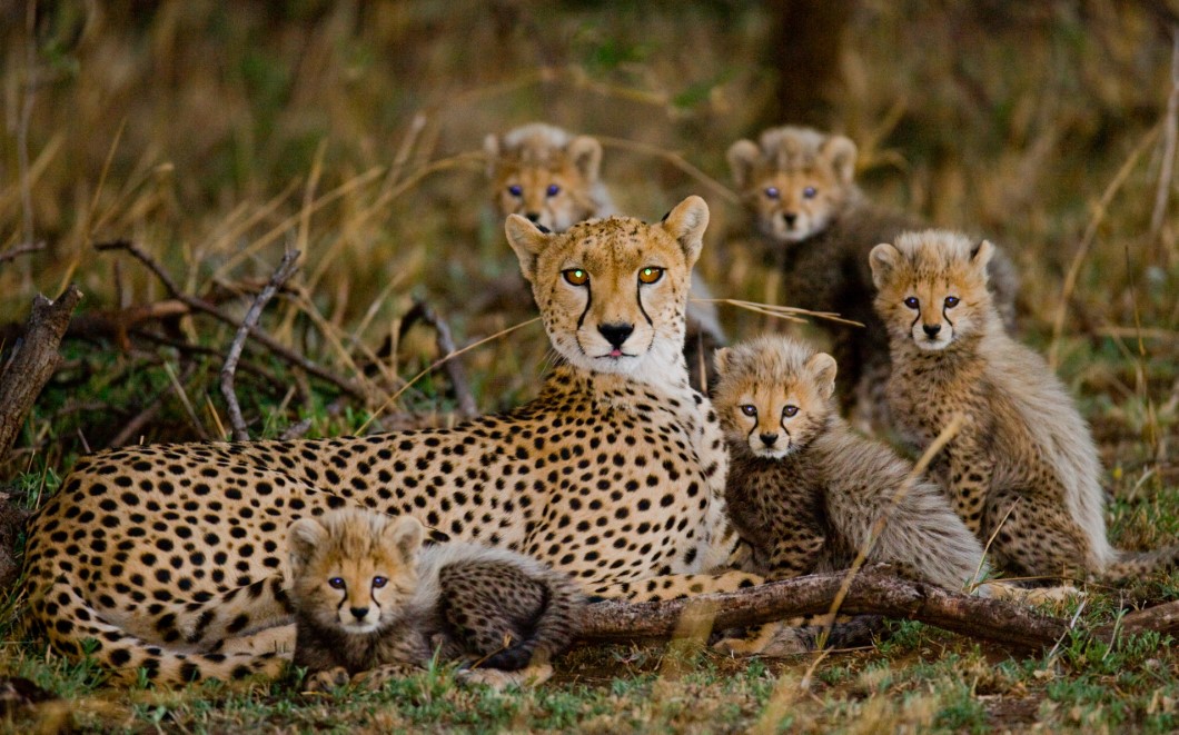 Mother cheetah and her cubs in the savannah. Kenya. Tanzania. Af